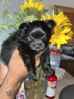Trouble , a male Pomeranian for sale in Buckeye, AZ – 2 of 4