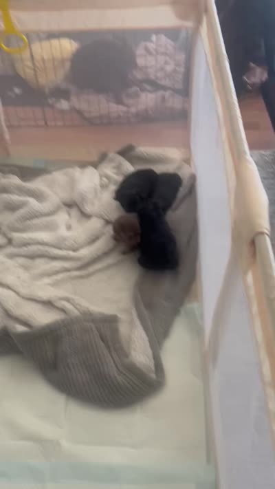 Baby, a female Pomeranian for sale in Buckeye, AZ – 4 of 4