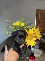 Minnie, a female Pomeranian for sale in Buckeye, AZ – 2 of 4