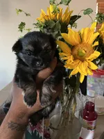 Zuki, a male Pomeranian for sale in Buckeye, AZ – 4 of 4