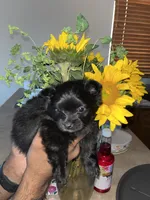 Trouble , a male Pomeranian for sale in Buckeye, AZ – 3 of 4