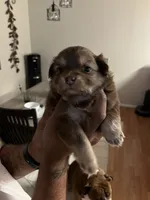 Baby, a female Pomeranian for sale in Buckeye, AZ – 3 of 4