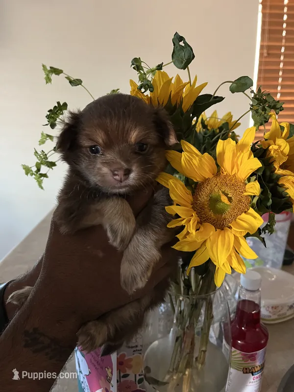 Baby – Pomeranian puppy for sale in Buckeye, AZ