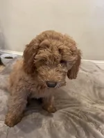 Dark green, a male Miniature Goldendoodle for sale in Loomis, CA – Photo 1 of 2