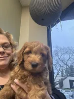 Dark green, a male Miniature Goldendoodle for sale in Loomis, CA – Photo 2 of 2