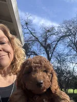 Yukon, a male Poodle - Miniature  for sale in Loomis, CA – Photo 1 of 3