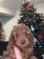 Yukon, a male Poodle - Miniature  for sale in Loomis, CA – Photo 2 of 3