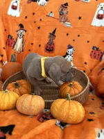Little Girl Yellow, a female Great Dane for sale in Coin, IA – 3 of 3