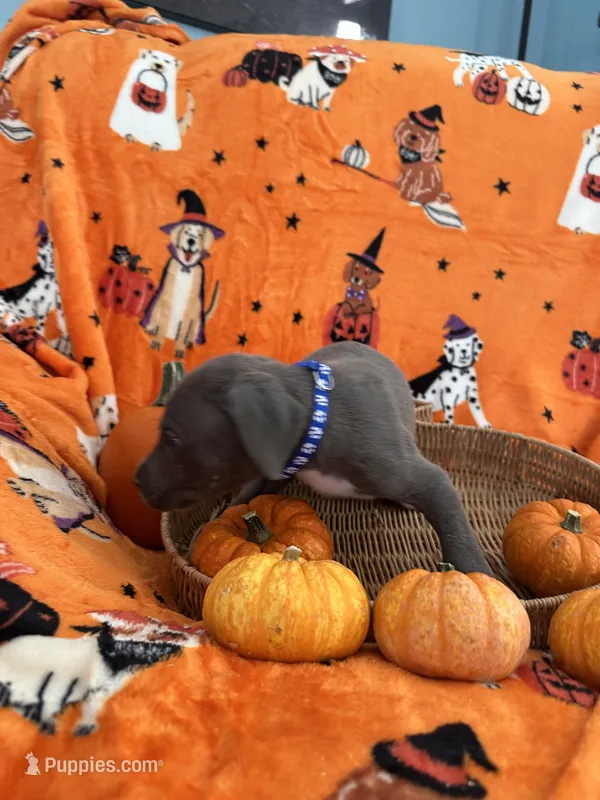 Blue Blue Male  – Great Dane puppy for sale in Coin, IA