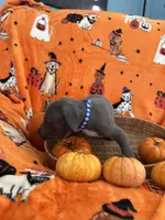 Blue Blue Male , a male Great Dane for sale in Coin, IA – 1 of 4