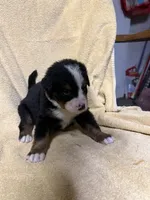 Green Male , a male Bernese Mountain Dog for sale in Coin, IA – 2 of 2