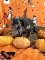 Baby Blue Male Harlequin , a male Great Dane for sale in Coin, IA – 4 of 4