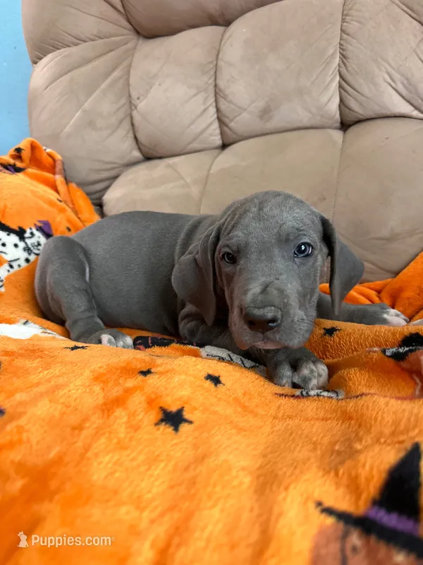 Purple Blue Girl – Great Dane puppy for sale in Coin, IA