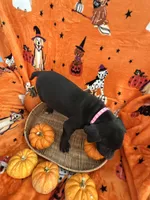 Pink Tuxedo Girl, a female Great Dane for sale in Coin, IA – 4 of 4