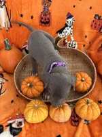 Purple Blue Girl, a female Great Dane for sale in Coin, IA – 3 of 3