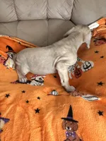 Female Fawn , a female Great Dane for sale in Coin, IA – 2 of 3