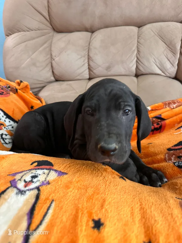 Pink Tuxedo Girl – Great Dane puppy for sale in Coin, IA