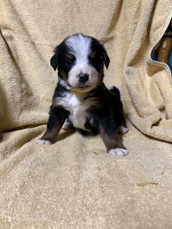 Yellow Male  – Bernese Mountain Dog puppy for sale in Coin, IA