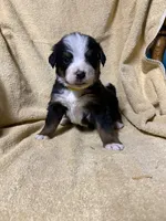 Yellow Male , a male Bernese Mountain Dog for sale in Coin, IA – 1 of 2