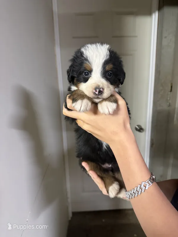 Female Hot Pink  – Bernese Mountain Dog puppy for sale in Coin, IA