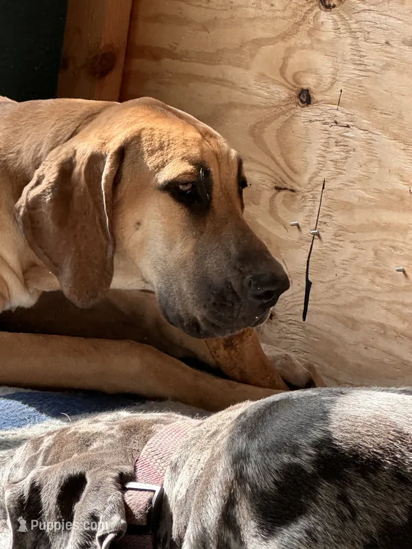 Brownie , a female Great Dane for sale in Coin, IA – 1 of 3