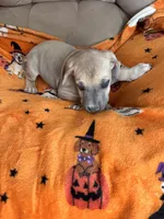 Female Fawn , a female Great Dane for sale in Coin, IA – 3 of 3