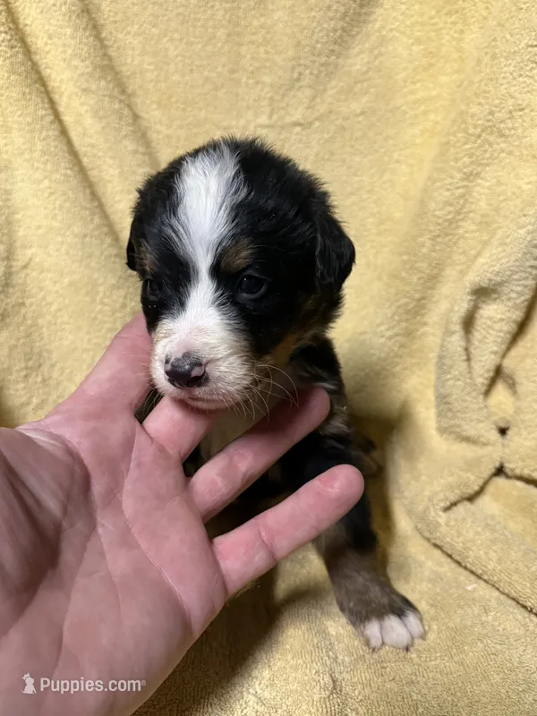 Green Male  – Bernese Mountain Dog puppy for sale in Coin, IA