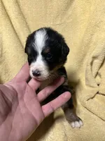 Green Male , a male Bernese Mountain Dog for sale in Coin, IA – 1 of 2