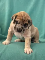 Fawnquin Merle Male , a male Great Dane for sale in Coin, IA – 2 of 3