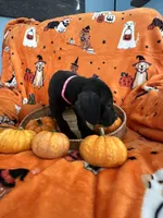 Pink Tuxedo Girl, a female Great Dane for sale in Coin, IA – 3 of 4