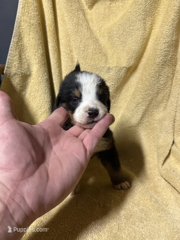 Gray Male – Bernese Mountain Dog puppy for sale in Coin, IA