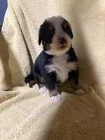 Blue Male , a male Bernese Mountain Dog for sale in Coin, IA – 3 of 3