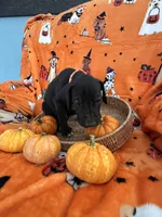 Orange Tuxedo Male, a male Great Dane for sale in Coin, IA – 2 of 3