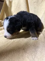 Gray Male, a male Bernese Mountain Dog for sale in Coin, IA – 3 of 3