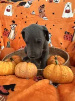 Blue Blue Male , a male Great Dane for sale in Coin, IA – 2 of 4