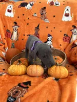 Purple Blue Girl, a female Great Dane for sale in Coin, IA – 2 of 3
