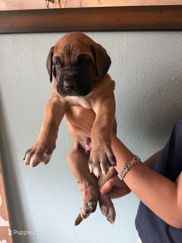 Fawn Male  – Great Dane puppy for sale in Coin, IA