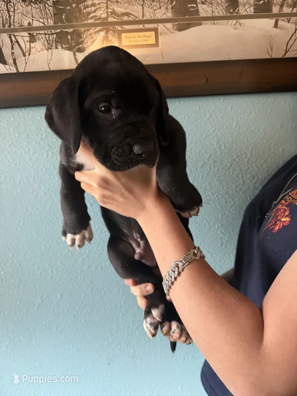 Black Tuxedo Male – Great Dane puppy for sale in Coin, IA
