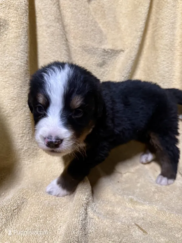 Orange Male  – Bernese Mountain Dog puppy for sale in Coin, IA