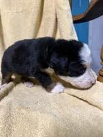 White Male , a male Bernese Mountain Dog for sale in Coin, IA – 2 of 2