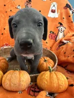Blue Blue Male , a male Great Dane for sale in Coin, IA – 3 of 4