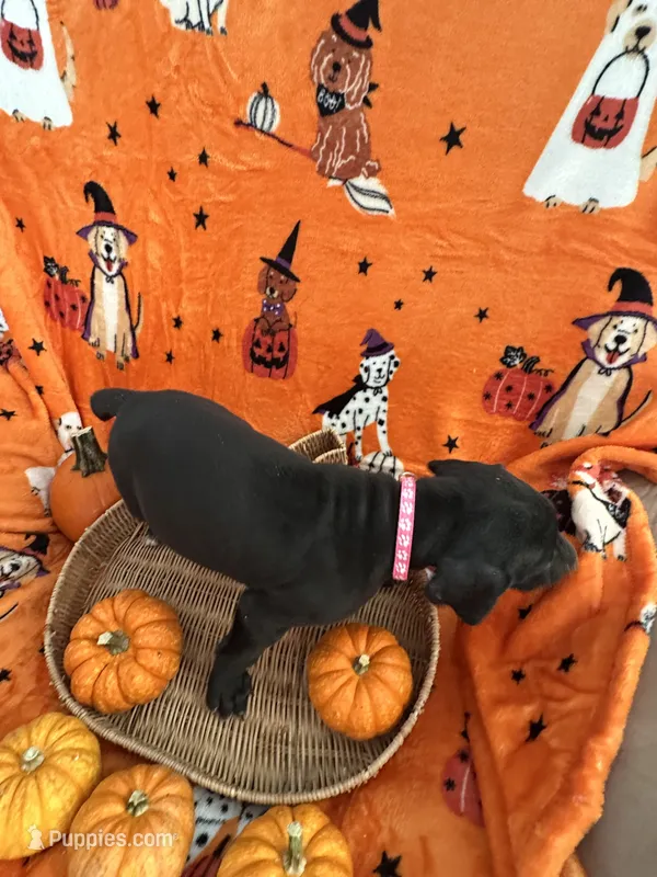 Pink Tuxedo Girl – Great Dane puppy for sale in Coin, IA