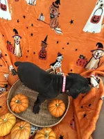 Pink Tuxedo Girl, a female Great Dane for sale in Coin, IA – 1 of 4