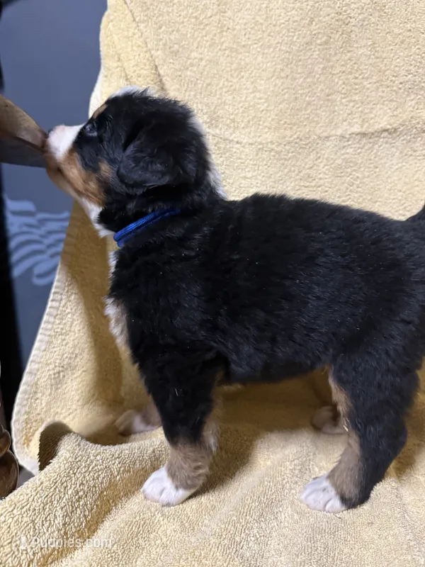 Blue Male  – Bernese Mountain Dog puppy for sale in Coin, IA