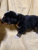 Orange Male , a male Bernese Mountain Dog for sale in Coin, IA – 2 of 2