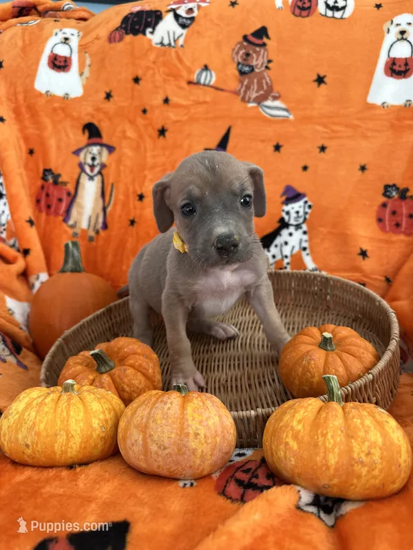 Little Girl Yellow – Great Dane puppy for sale in Coin, IA