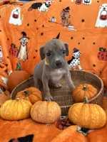Little Girl Yellow, a female Great Dane for sale in Coin, IA – 1 of 3