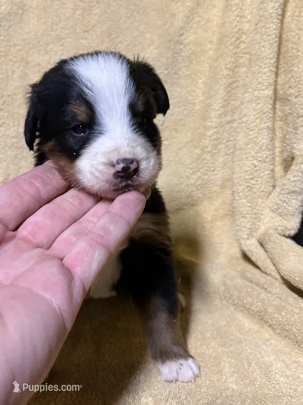 Petal Pink  – Bernese Mountain Dog puppy for sale in Coin, IA