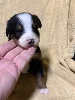 Petal Pink , a female Bernese Mountain Dog for sale in Coin, IA – 1 of 3