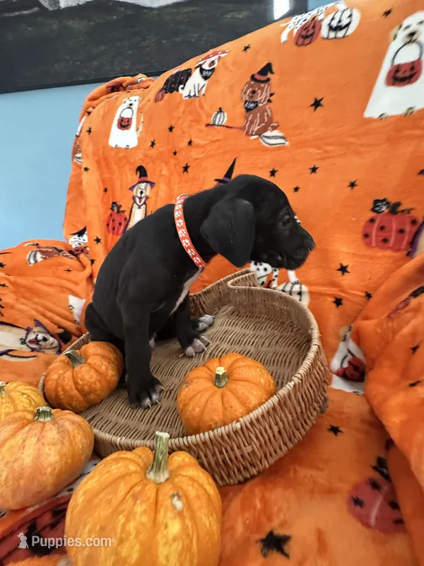 Orange Tuxedo Male – Great Dane puppy for sale in Coin, IA
